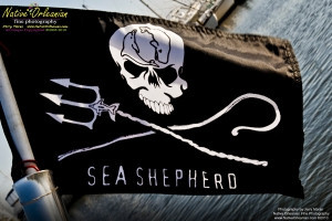 On 9-1-10, I teamed up with Sea Shepherd for some water sampling in the Mississippi Sound, around Cat and Ship Island.  Additionally I was able to check out the beaches in Bay St. Louis and Long Beach Miss. and did take some water samples where that oh so familiar dispersant foam appeared.
