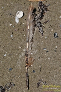 raccoon_08082010_jm_023