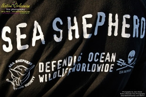 On 9-1-10, I teamed up with Sea Shepherd for some water sampling in the Mississippi Sound, around Cat and Ship Island.  Additionally I was able to check out the beaches in Bay St. Louis and Long Beach Miss. and did take some water samples where that oh so familiar dispersant foam appeared.
