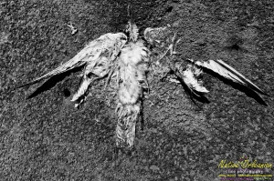 raccoon_08082010_jm_040