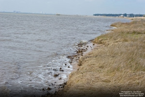 oceansp_jm_022311_0403_a