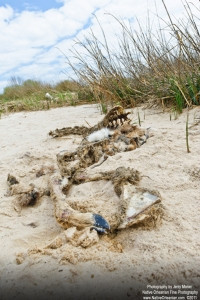 oceansp_jm_022311_0431_a