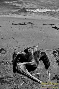 raccoon_08082010_jm_022