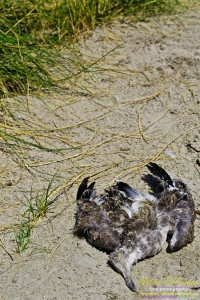 raccoon_08082010_jm_008