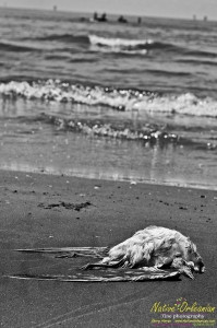 raccoon_08082010_jm_039