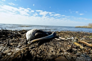 oceansp_jm_022311_0330_a