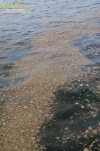 8/9/10 Long  30,17.2702N   Lat 88,46.5522W   On our return to Biloxi from  sampling with Boston Chemical Data, www.labs.pro at Horn island, we ran across this foamy oil slick spotted from the boat about halfway into port.  The very familiar  foam and visible rainbow oil sheen which our boat was sourounded by at times went on for at least 200 yards.  Strongbear did take a sample on the way in, we strongly suspect it is corexit/BP oil related, tests of water will confirm or refute.