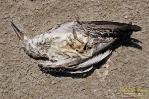 raccoon_08082010_jm_032