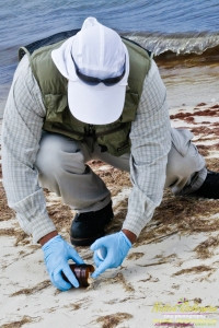 8/9/10 Horn Island, Lat  30,14.91N Long 88,42.0947W, Sampling with Boston Chemical Data, www.labs.pro , Pictured here is Strongbear  looking along beach for weathered tar ball samples from BP spill, north side of Horn Island.