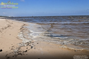 On 9-1-10, I teamed up with Sea Shepherd for some water sampling in the Mississippi Sound, around Cat and Ship Island.  Additionally I was able to check out the beaches in Bay St. Louis and Long Beach Miss. and did take some water samples where that oh so familiar dispersant foam appeared. Lat 30,19.1824N Long 89,13.6617W Pictured  here is the dispersant foam along the public and open beachexactly where water samples were taken on beach in Long Beach , Miss..   There were actually people cleaning the beach and decontaminating themselves afterwards with a family swimming in the water less than 30 yards away......mixed messages indeed.