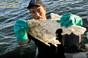 On 9-1-10, I teamed up with Sea Shepherd for some water sampling in the Mississippi Sound, around Cat and Ship Island.  Additionally I was able to check out the beaches in Bay St. Louis and Long Beach Miss. and did take some water samples where that oh so familiar dispersant foam appeared. Lat 30,15.4964N Long 89,4.5078W  Pictured here is Dean Miya checking out one of 2 botton surface samples with  anchor weighted down obsorbant material to be tested.