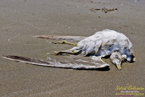 raccoon_08082010_jm_025