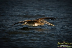 raccoon_08082010_jm_006