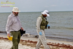 8/9/10 Horn Island, Lat  30,14.91N Long 88,42.0947W, Sampling with Boston Chemical Data, www.labs.pro , Pictured here is Strongbear  looking along beach for weathered tar ball samples from BP spill, north side of Horn Island.