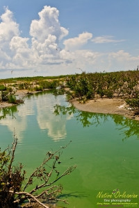 raccoon_08082010_jm_012