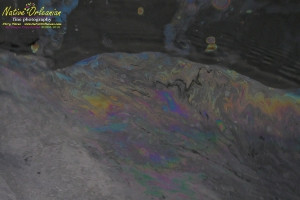 8/9/10 Long  30,17.2702N   Lat 88,46.5522W   On our return to Biloxi from  sampling with Boston Chemical Data, www.labs.pro at Horn island, we ran across this foamy oil slick spotted from the boat about halfway into port.  The very familiar  foam and visible rainbow oil sheen which our boat was sourounded by at times went on for at least 200 yards.  Strongbear did take a sample on the way in, we strongly suspect it is corexit/BP oil related, tests of water will confirm or refute.