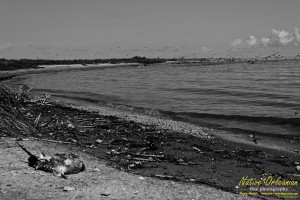 raccoon_08082010_jm_044