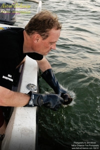 On 9-1-10, I teamed up with Sea Shepherd for some water sampling in the Mississippi Sound, around Cat and Ship Island.  Additionally I was able to check out the beaches in Bay St. Louis and Long Beach Miss. and did take some water samples where that oh so familiar dispersant foam appeared. Lat 30,13.2561N Long 88,59.6451W  Pictured here are Water samples being taken off northeast end of Ship Island.