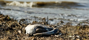 The beach has simply vanished into the gulf in many areas, dead pelicans, fish, jelly fish, turtles, and what appears to be a dear carcass continue to litter the beach 10 months after the spill. All of these images were taken in the area of Lat 30,21.8599N Long 88,46.123W and each image contains the specific coordinates in the metadata.