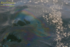 8/9/10 Long  30,17.2702N   Lat 88,46.5522W   On our return to Biloxi from  sampling with Boston Chemical Data, www.labs.pro at Horn island, we ran across this foamy oil slick spotted from the boat about halfway into port.  The very familiar  foam and visible rainbow oil sheen which our boat was sourounded by at times went on for at least 200 yards.  Strongbear did take a sample on the way in, we strongly suspect it is corexit/BP oil related, tests of water will confirm or refute.
