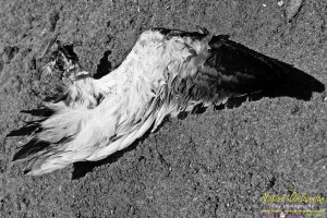 racisl_jm__080810_0925_bw_008a