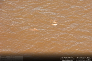 On March 18, 2011, I took a flight over the Gulf Coast from Horn Island Mississippi all the way to Raccoon Island to check on the status of wildlife, marshes, and other impacts from the BP Oil Spill.  When we were slightly east of Grand Isle and Grand Terre island I started to see those familiar reddisheaks in the water, which extended from east of Grand Isle, Elmer