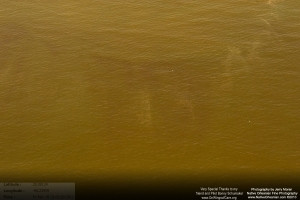 On March 18, 2011, I took a flight over the Gulf Coast from Horn Island Mississippi all the way to Raccoon Island to check on the status of wildlife, marshes, and other impacts from the BP Oil Spill.  When we were slightly east of Grand Isle and Grand Terre island I started to see those familiar reddisheaks in the water, which extended from east of Grand Isle, Elmer