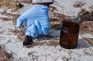 8/9/10 Horn Island, Lat  30,14.91N Long 88,42.0947W, Sampling with Boston Chemical Data, www.labs.pro , Pictured here is Strongbear  looking along beach for weathered tar ball samples from BP spill, north side of Horn Island.