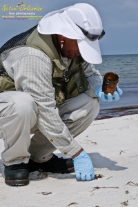 8/9/10 Horn Island, Lat  30,14.91N Long 88,42.0947W, Sampling with Boston Chemical Data, www.labs.pro , Pictured here is Strongbear  looking along beach for weathered tar ball samples from BP spill, north side of Horn Island.