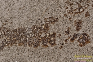 raccoon_08082010_jm_024