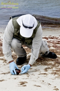 8/9/10 Horn Island, Lat  30,14.91N Long 88,42.0947W, Sampling with Boston Chemical Data, www.labs.pro , Pictured here is Strongbear  looking along beach for weathered tar ball samples from BP spill, north side of Horn Island.