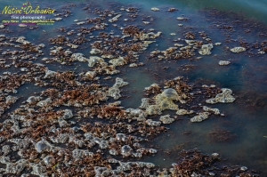 8/9/10 Horn Island, Lat  30,14.91N Long 88,42.0947W, Sampling with Boston Chemical Data, www.labs.pro , this is the wash from the boat when leaving from the north side of the island.