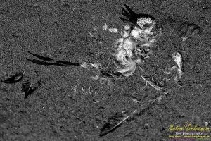 racisl_jm__080810_0836_bw_005a