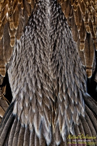 raccoon_08082010_jm_005