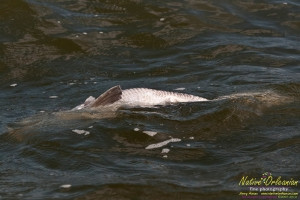 raccoon_08082010_jm_038