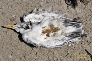 raccoon_08082010_jm_002