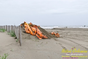 giwnf_jm_45