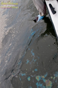 8/9/10 Long  30,17.2702N   Lat 88,46.5522W   On our return to Biloxi from  sampling with Boston Chemical Data, www.labs.pro at Horn island, we ran across this foamy oil slick spotted from the boat about halfway into port.  The very familiar  foam and visible rainbow oil sheen which our boat was sourounded by at times went on for at least 200 yards.  Strongbear did take a sample on the way in, we strongly suspect it is corexit/BP oil related, tests of water will confirm or refute.