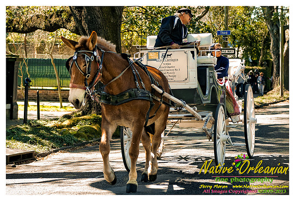 prytania_horse_and_carriage_jm_021613_001