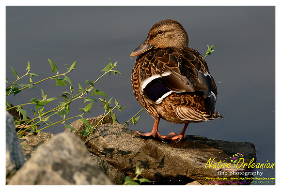 ducks_nj_vow_jm_081712_004