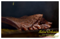 nofp_meatdown_south_jm_071313_004
