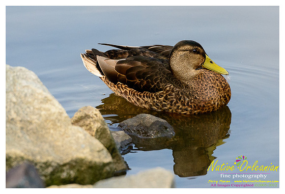 ducks_nj_vow_jm_081712_001