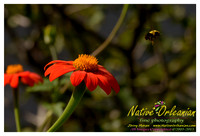nofp_new_york_city_jm_090513_005