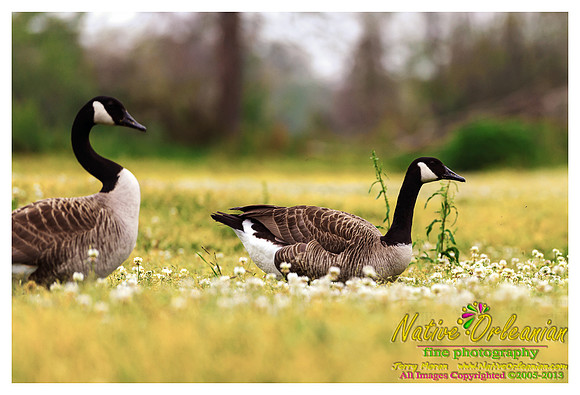 feathered_friends_jm_032313_001