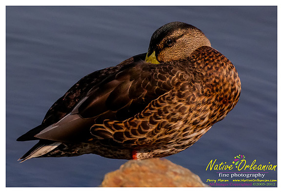 ducks_nj_vow_jm_081712_005