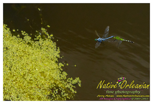 nofp_scenes_mosquito_hawks_jm_062913_001