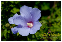 nofp_new_york_city_jm_090513_006