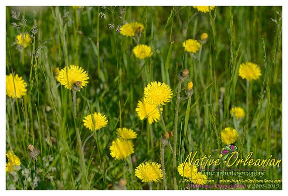 new_jersey_landscape_scenes_jm_060113_003