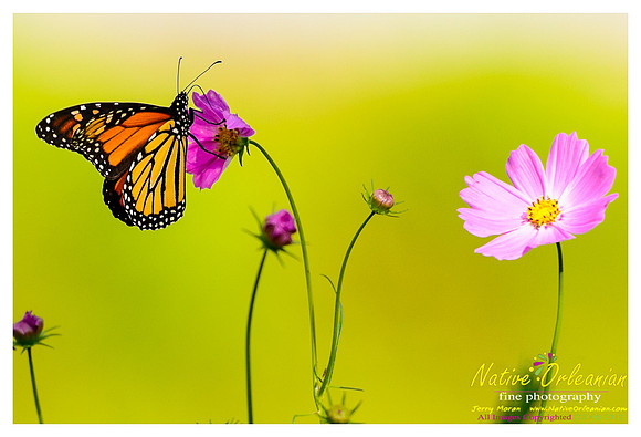 butterfly_patch_jm_033112_007