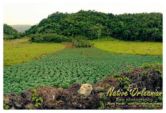 big_chief_monk_boudreaux_kingston_jamaica_jm_030714_028